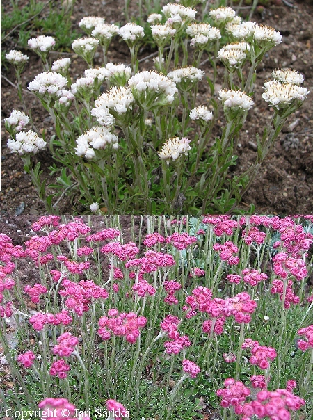 Antennaria dioica